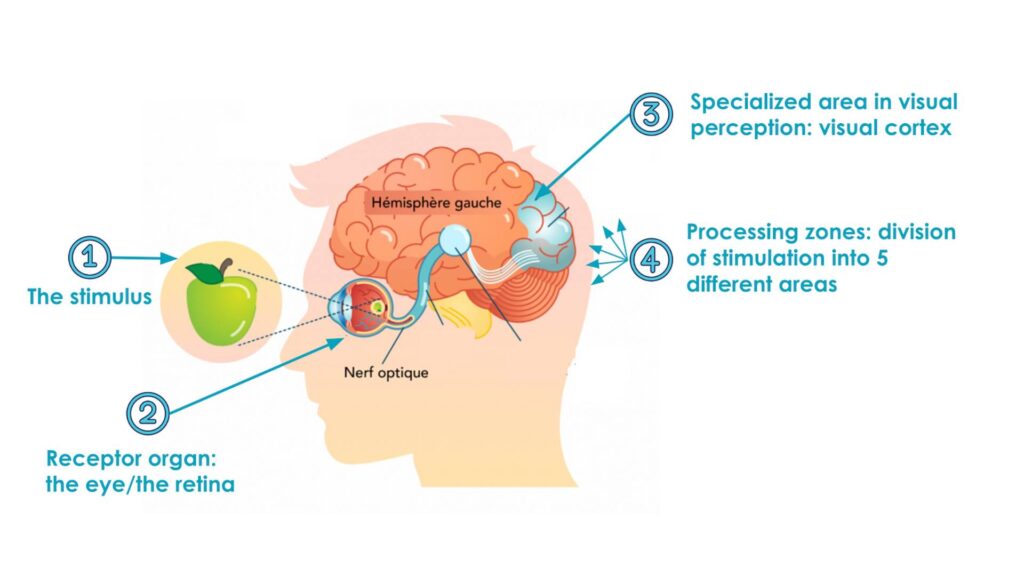 Visual Processing and Depth Perception -