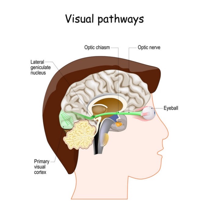 Visual Processing -